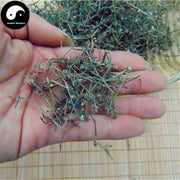 Bai Hua She She Cao 白花蛇舌草, Herba Hedyotidis Diffusae, Spreading Hedyotis Herb-Health Wisdom™