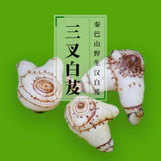 Bai Ji Ge 白芨个, Whole Rhizoma Bletillae, Herb Bletilla Striata Root-Health Wisdom™