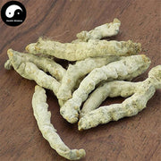 Bai Jiang Can 白僵蚕, Bombyx Batryticatus, Silkworm Larva, Bombyx Mori-Health Wisdom™