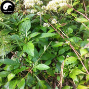 Bai Jiang Cao 敗醬草, Herba Patriniae, Dahurian Patrinia Herb, Whiteflower Patrinia Herb-Health Wisdom™