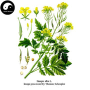 Bai Jie Zi 白芥子, Semen Brassicae, White Mustard Seed, Semen Sinapis Albae-Health Wisdom™