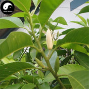 Bai Lan Hua 白蘭花, Michelia Alba Flower, Flos Micheliae Albae-Health Wisdom™