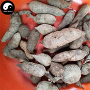 Bai Lian 白蘞, Radix Ampelopsis, Ampelopsis Japonica Root, Shan Di Gua, Jian Zhong Xiao-Health Wisdom™