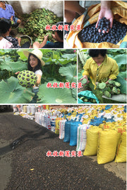 Bai Lian Zi 白蓮子, Semen Nelumbinis, Lotus Seed-Health Wisdom™