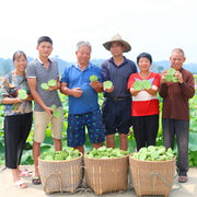 Bai Lian Zi 白蓮子, Semen Nelumbinis, Lotus Seed-Health Wisdom™