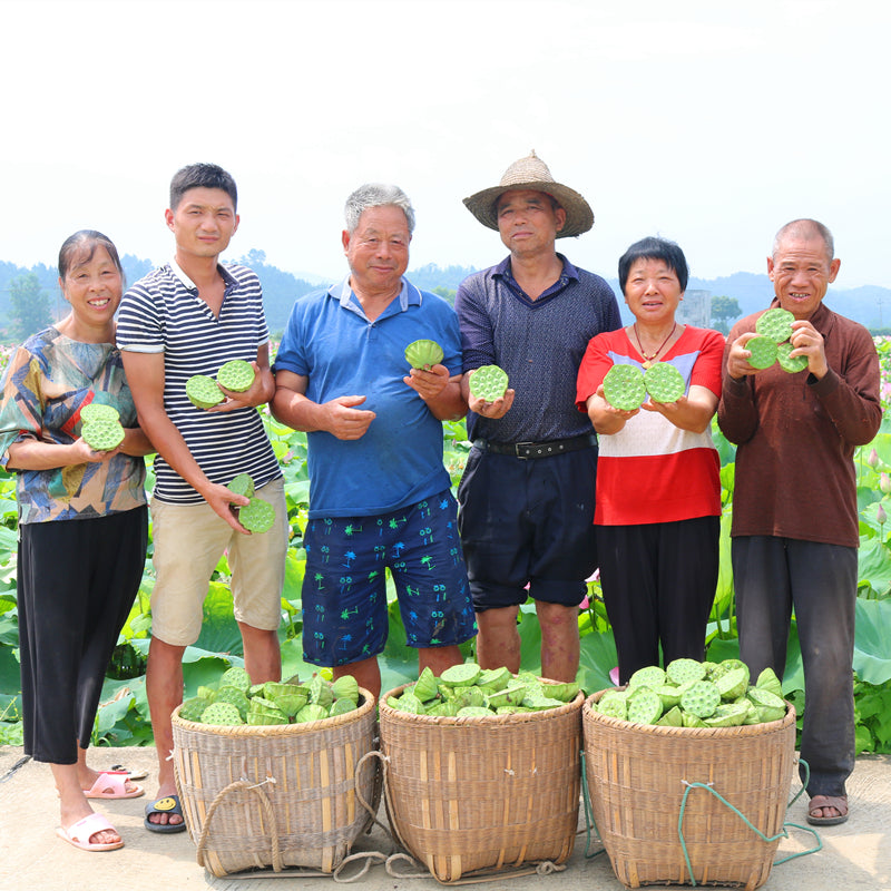 Bai Lian Zi 白蓮子, Semen Nelumbinis, Lotus Seed-Health Wisdom™