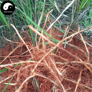 Bai Mao Gen 白茅根, Rhizoma Imperatae, Lalang Grass Rhizome, Imperata Cylindrica Root-Health Wisdom™