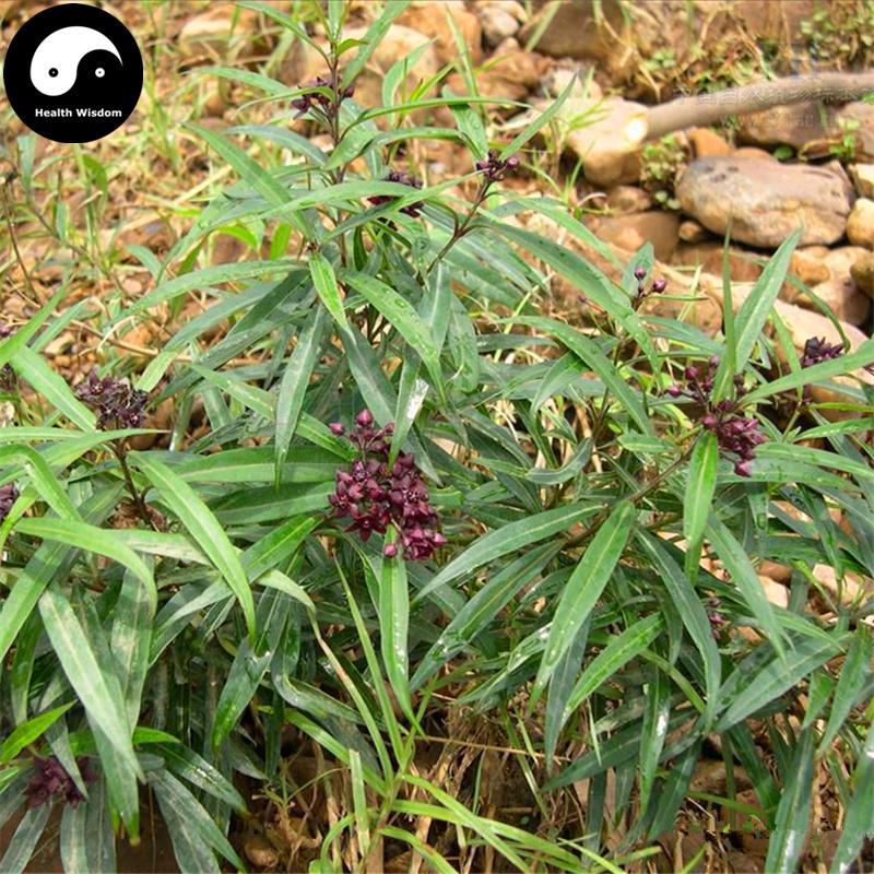 Bai Qian 白前, Radix Cynanchi Stauntonii, Cynanchum Glaucescens Rhizome-Health Wisdom™