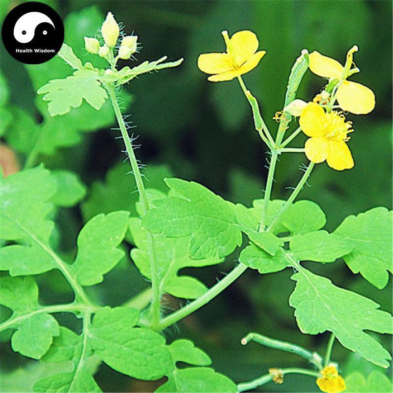 Bai Qu Cai 白屈菜, Herba Chelidonii, Greater Celandine Herb-Health Wisdom™