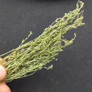 Bai Rui Cao 百蕊草, Chinese Bastardtoadflax Herb, Herba Thesii, Bai Ru Cao-Health Wisdom™