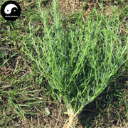 Bai Rui Cao 百蕊草, Chinese Bastardtoadflax Herb, Herba Thesii, Bai Ru Cao-Health Wisdom™