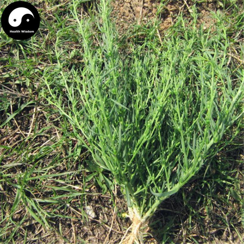 Bai Rui Cao 百蕊草, Chinese Bastardtoadflax Herb, Herba Thesii, Bai Ru Cao-Health Wisdom™