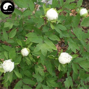 Bai Shao Yao 白芍药, Radix Paeoniae Alba, White Paeony Root, Shao Yao-Health Wisdom™