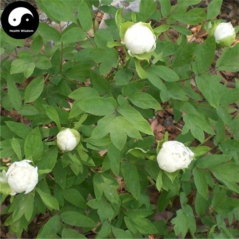 Bai Shao Yao 白芍药, Radix Paeoniae Alba, White Paeony Root, Shao Yao-Health Wisdom™