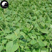Bai Su Zi 白蘇子, Perilla Frutescens, Fruit Of Common Perilla, Yu Zhu Zi-Health Wisdom™