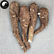 Bai Zhi 白芷, Radix Angelicae Dahuricae, Dahurian Angelica Root-Health Wisdom™