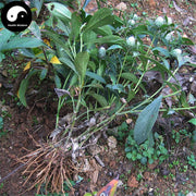 Bai Zhu 白術, Rhizoma Atractylodis Macrocephalae, Largehead Atractylodes Rhizome-Health Wisdom™