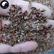 Bai Zi Ren Ke 柏子仁壳, Shell Of Semen Platycladi, Platycladi Shell-Health Wisdom™