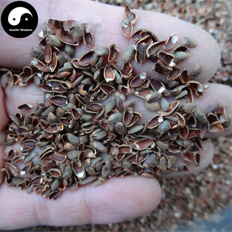 Bai Zi Ren Ke 柏子仁壳, Shell Of Semen Platycladi, Platycladi Shell-Health Wisdom™