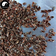 Bai Zi Ren Ke 柏子仁壳, Shell Of Semen Platycladi, Platycladi Shell-Health Wisdom™