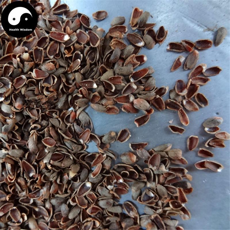 Bai Zi Ren Ke 柏子仁壳, Shell Of Semen Platycladi, Platycladi Shell-Health Wisdom™