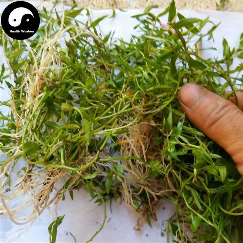 Ban Bian Lian 半邊蓮, Herba Lobeliae Chinensis, Chinese Lobelia Herb-Health Wisdom™