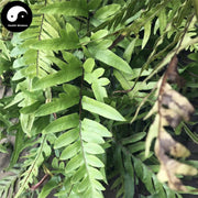 Ban Bian Qi 半边旗, Herba Pteris Semipinnata, Ban Bian Jue-Health Wisdom™