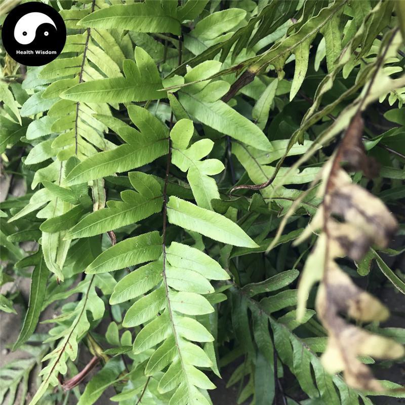 Ban Bian Qi 半边旗, Herba Pteris Semipinnata, Ban Bian Jue-Health Wisdom™
