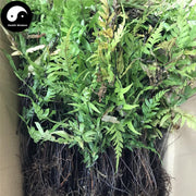 Ban Bian Qi 半边旗, Herba Pteris Semipinnata, Ban Bian Jue-Health Wisdom™