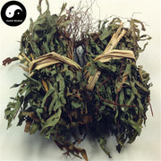 Ban Bian Qi 半边旗, Herba Pteris Semipinnata, Ban Bian Jue-Health Wisdom™
