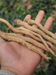 Ban Lan Gen 板藍根, Radix Isatis Indigotica, Herb Tea Indigowoad Root, RADIX ISATIDIS-Health Wisdom™