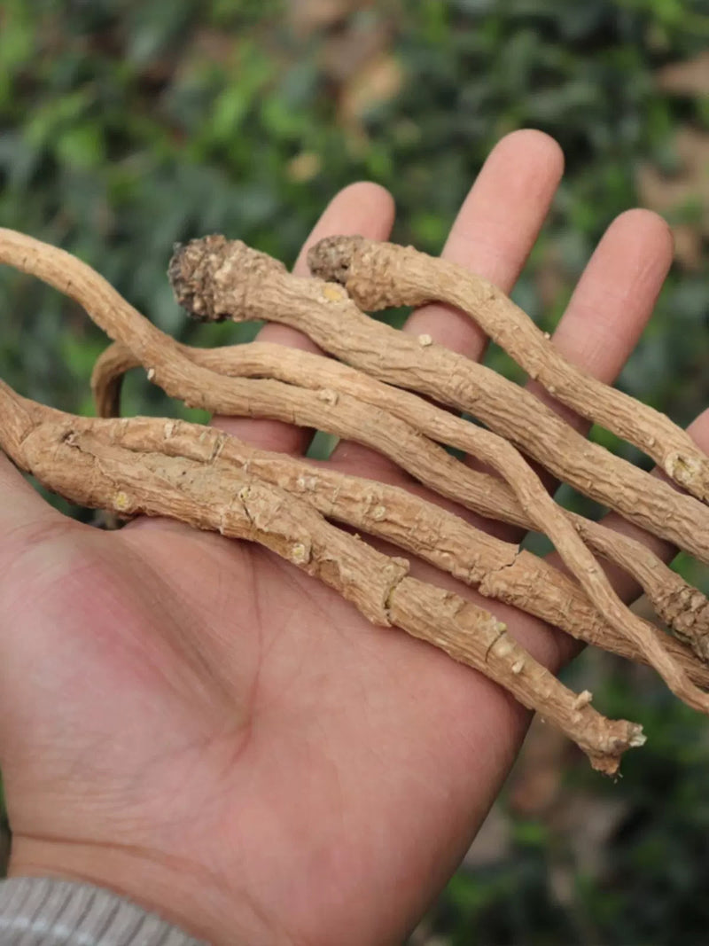 Ban Lan Gen 板藍根, Radix Isatis Indigotica, Herb Tea Indigowoad Root, RADIX ISATIDIS-Health Wisdom™