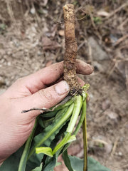 Ban Lan Gen 板藍根, Radix Isatis Indigotica, Herb Tea Indigowoad Root, RADIX ISATIDIS-Health Wisdom™