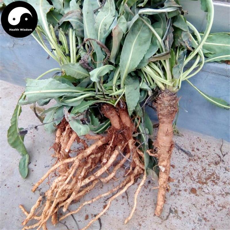 Ban Lan Gen 板藍根, Radix Isatis Indigotica, Herb Tea Indigowoad Root, RADIX ISATIDIS-Health Wisdom™
