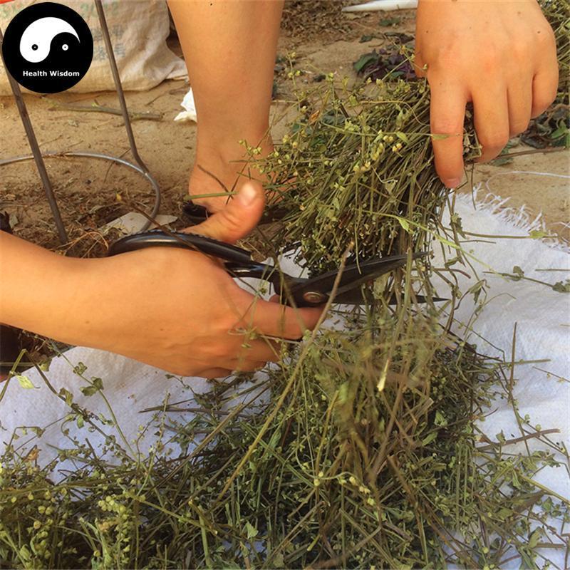 Ban Zhi Lian 半枝蓮, Herba Scutellariae Barbatae, Skullcap Herb, Bing Tou Cao-Health Wisdom™