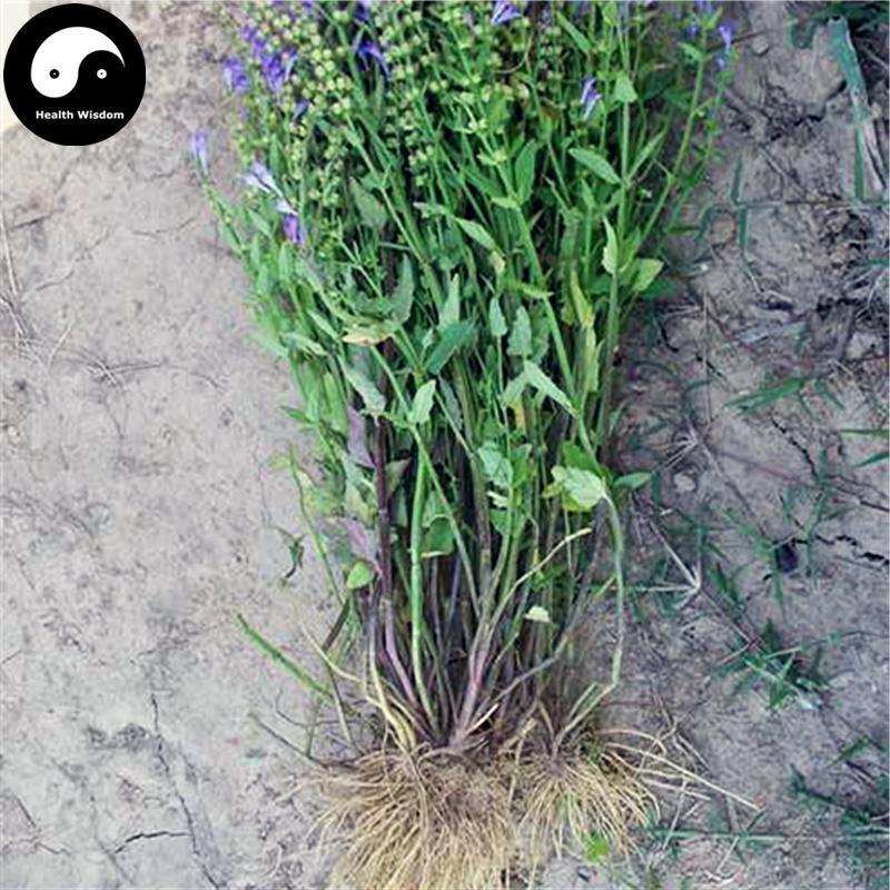 Ban Zhi Lian 半枝蓮, Herba Scutellariae Barbatae, Skullcap Herb, Bing Tou Cao-Health Wisdom™