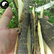 Bao Ma Zi Pi 暴马子皮, Cortex Syringae, Manchurian Lilac Bark, Syringa Reticulata-Health Wisdom™