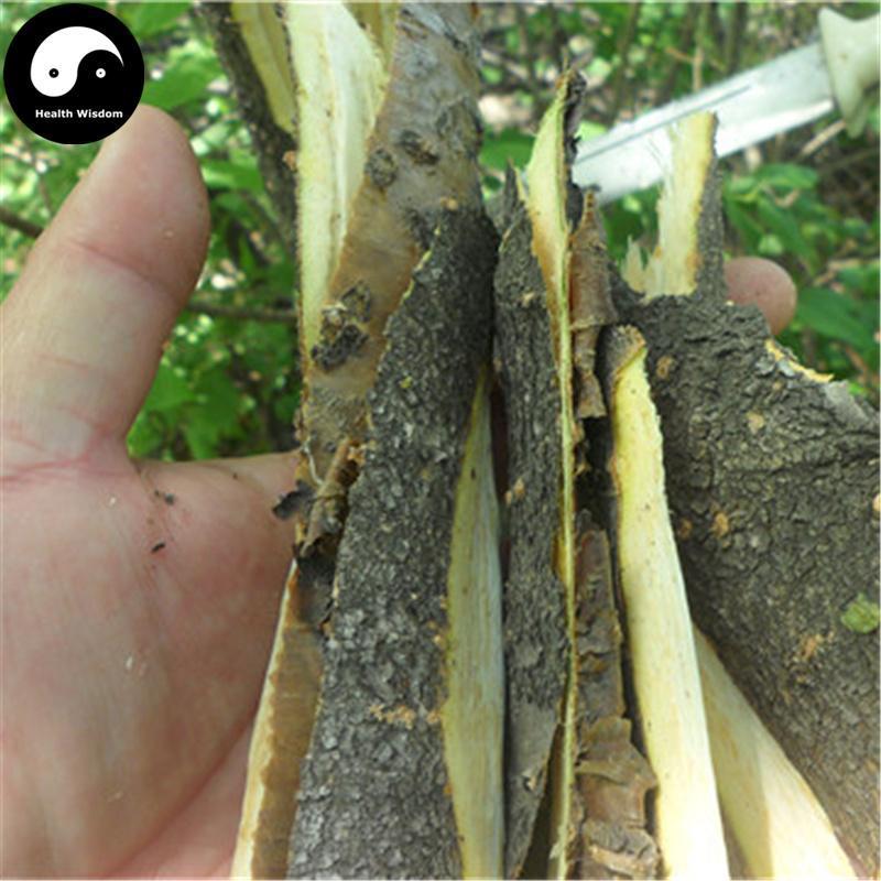 Bao Ma Zi Pi 暴马子皮, Cortex Syringae, Manchurian Lilac Bark, Syringa Reticulata-Health Wisdom™
