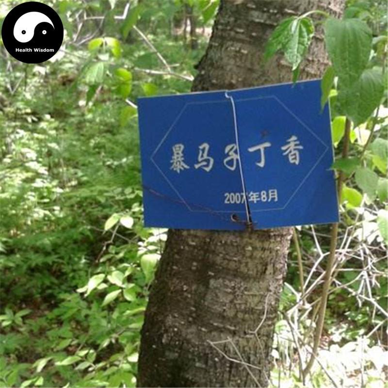 Bao Ma Zi Pi 暴马子皮, Cortex Syringae, Manchurian Lilac Bark, Syringa Reticulata-Health Wisdom™