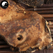 Bao Shu Ling Zhi 薄树灵芝, Reishi Mushroom, Dried Ganoderma Lucidum, Wild Lingzhi Tea-Health Wisdom™