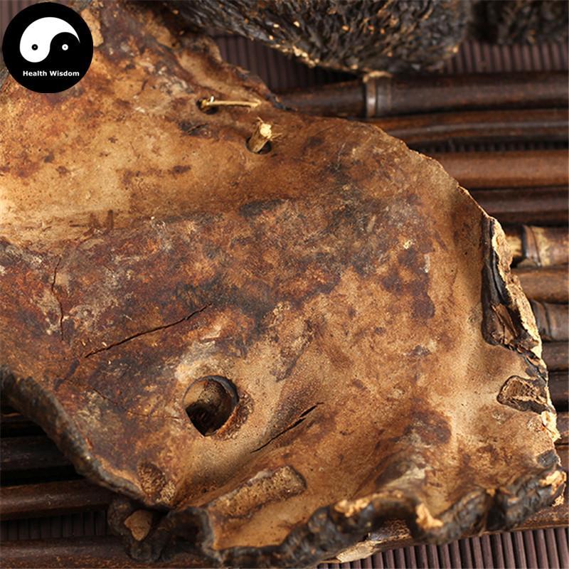 Bao Shu Ling Zhi 薄树灵芝, Reishi Mushroom, Dried Ganoderma Lucidum, Wild Lingzhi Tea-Health Wisdom™