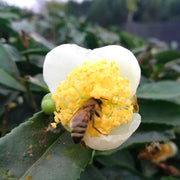 Bee Pollen Powder Feng Hua Fen 蜂花粉 Cha Hua Camellia Flower Powder 茶花粉-Health Wisdom™