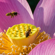 Bee Pollen Powder Feng Hua Fen 蜂花粉 Nelumbo Lotus Flower Powder 荷花粉-Health Wisdom™