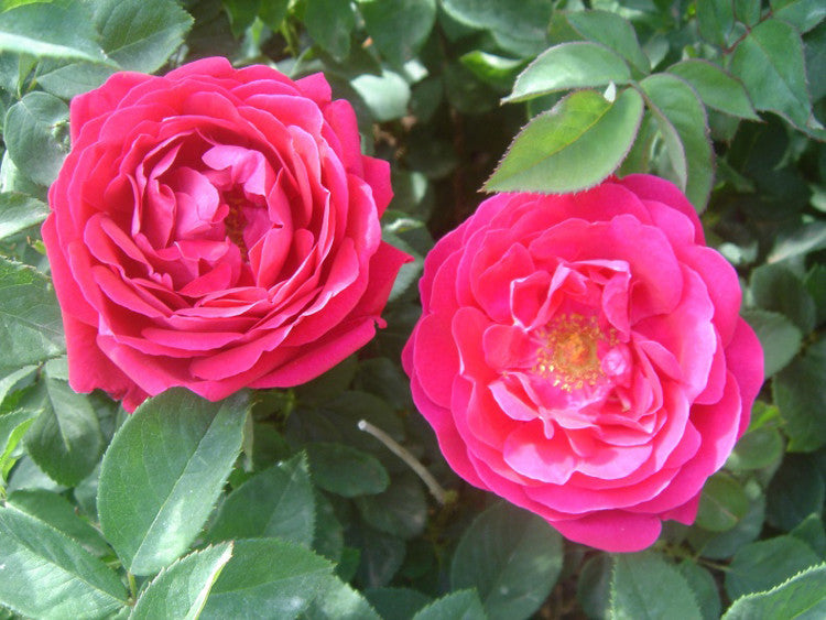 Bee Pollen Powder Feng Hua Fen 蜂花粉 Rose Flower Powder 玫瑰花粉-Health Wisdom™