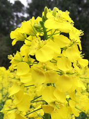 Bee Pollen Powder Feng Hua Fen 蜂花粉 You Cai Brassica Rapa Flower Powder 油菜花粉-Health Wisdom™