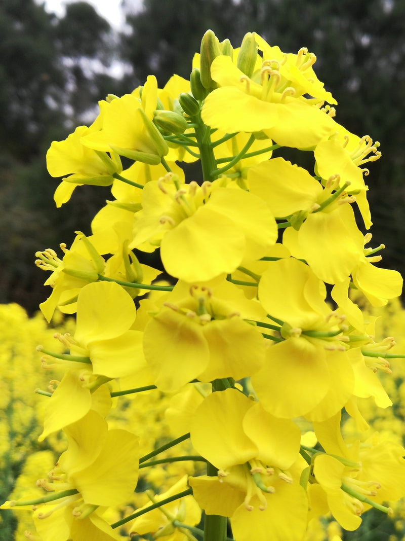 Bee Pollen Powder Feng Hua Fen 蜂花粉 You Cai Brassica Rapa Flower Powder 油菜花粉-Health Wisdom™