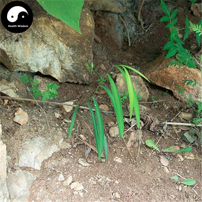 Bei Chai Hu 北柴胡, Radix Bupleurum Chinense, Hei Chai Hu, Bupleurum Root-Health Wisdom™