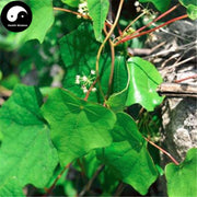 Bei Dou Gen 北豆根, Asiatic Moonseed Rhizome, Rhizoma Menispermi-Health Wisdom™