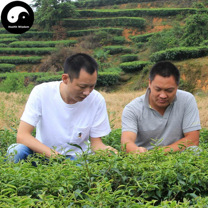 Ben Shan 本山 Oolong Tea Fujian Se Zhong Wulong Tea-Health Wisdom™