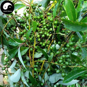 Bi Cheng Qie 毕澄茄, Fructus Litseae, Mountain Spicy Tree Fruit, Mu Jiang Zi, Shan Cang Zi-Health Wisdom™